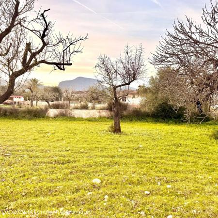  TERRENO RÚSTICO EN LLOSETA( NO EDIFICABLE) - BALEARES 