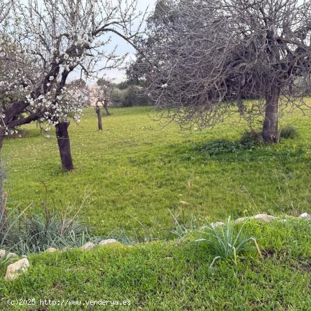 TERRENO RÚSTICO EN LLOSETA( NO EDIFICABLE) - BALEARES