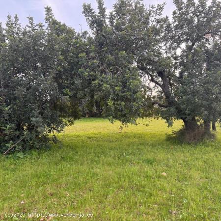 TERRENO RÚSTICO EN LLOSETA( NO EDIFICABLE) - BALEARES