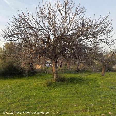 TERRENO RÚSTICO EN LLOSETA( NO EDIFICABLE) - BALEARES