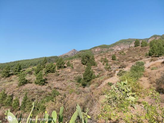 FINCA RUSTICA EN SIETE LOMAS (ARAFO) - SANTA CRUZ DE TENERIFE