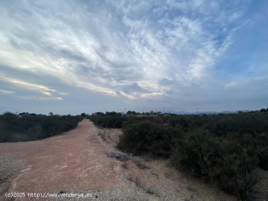 Amplia Parcela en Elche - Zona Matola con Vistas Despejadas