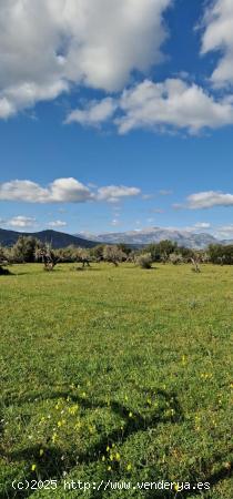 MAGNÍFICO TERRENO RÚSTICO EN LLUBI - BALEARES