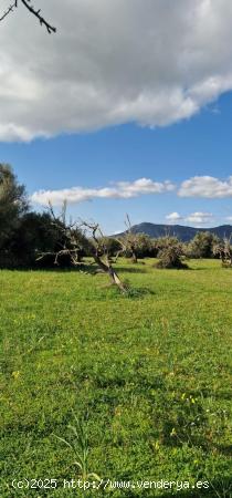 MAGNÍFICO TERRENO RÚSTICO EN LLUBI - BALEARES