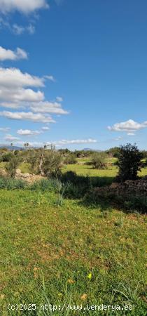 MAGNÍFICO TERRENO RÚSTICO EN LLUBI - BALEARES