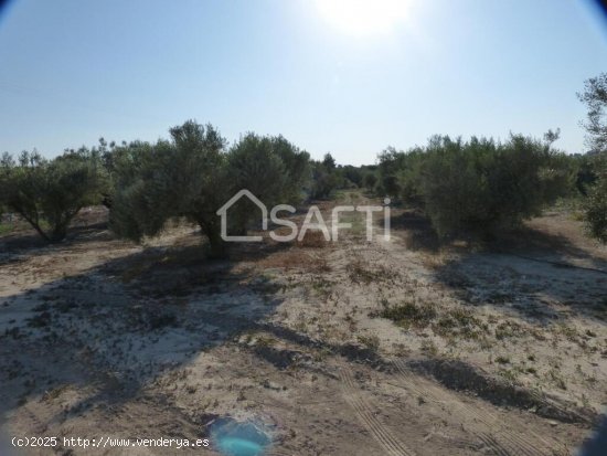 Encantadora parcela de olivos, Fortuna Murcia.