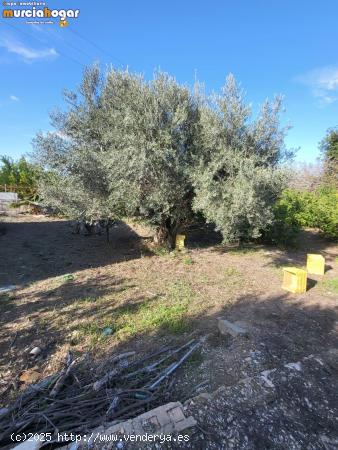 Parcela rústica en los Dolores, Murcia. - MURCIA