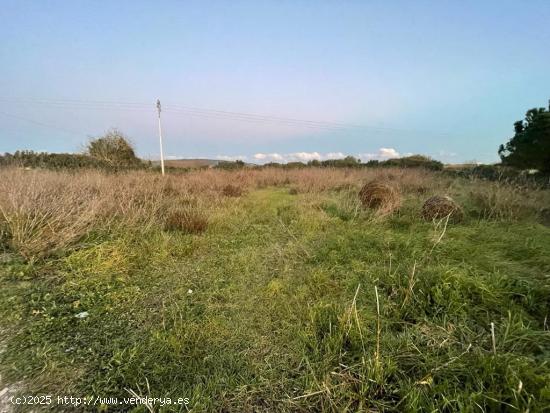 TEERENO AGRARIO EN MANACOR - BALEARES