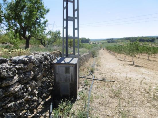 FINCA RUSTICA CON POZO DE AGUA ABUNDANTE, BALSA, CASETA Y LUZ DE RED - CASTELLON