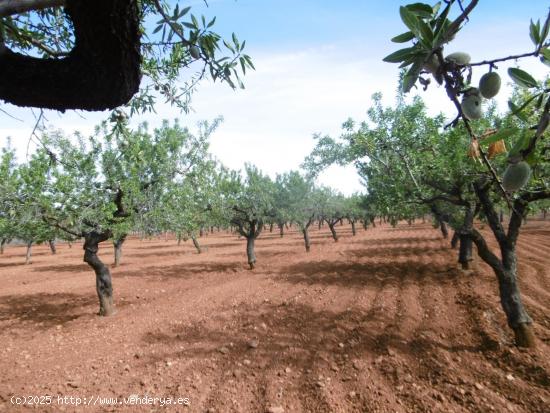 TERRENO RUSTICO CON CULTIVO DE ALMENDROS EN PLENA PRODUCCION - CASTELLON