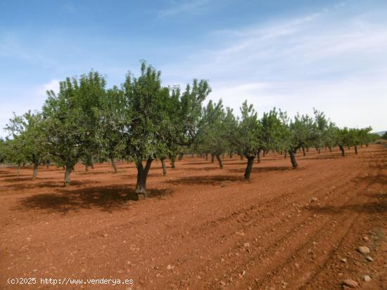 TERRENO RUSTICO CON CULTIVO DE ALMENDROS EN PLENA PRODUCCION - CASTELLON