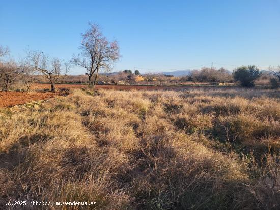 FINCA RUSTICA DE REGADIO CON NORIA CERCA DEL PUEBLO - CASTELLON