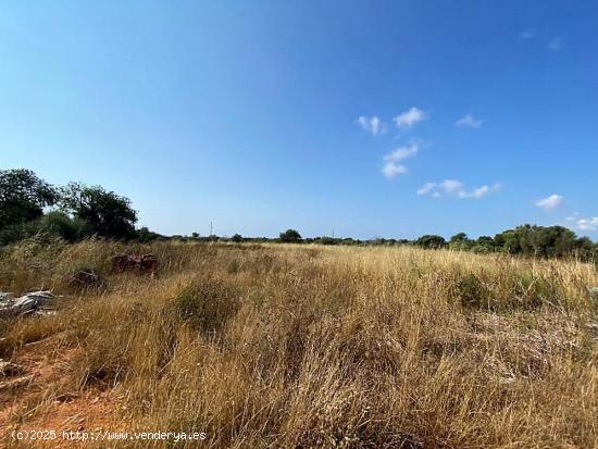 Finca rústica en zona de Ses Salines con proyecto de edificación - BALEARES