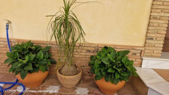  Chalet de Ensueño en Turre: Tu Refugio Perfecto  - ALMERIA