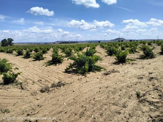 Sumérgete en la Pasión Vinícola: Adquiere tu Propio Viñedo en Moraleja del Vino - ZAMORA