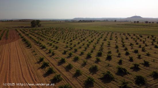 Sumérgete en la Pasión Vinícola: Adquiere tu Propio Viñedo en Moraleja del Vino - ZAMORA