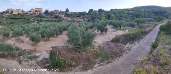 Terreno rústico con Oliveras arbequina - TARRAGONA