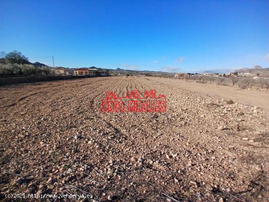 ¡¡ BONITA PARCELA 5650 m2 HONDON FRAILES !! - ALICANTE