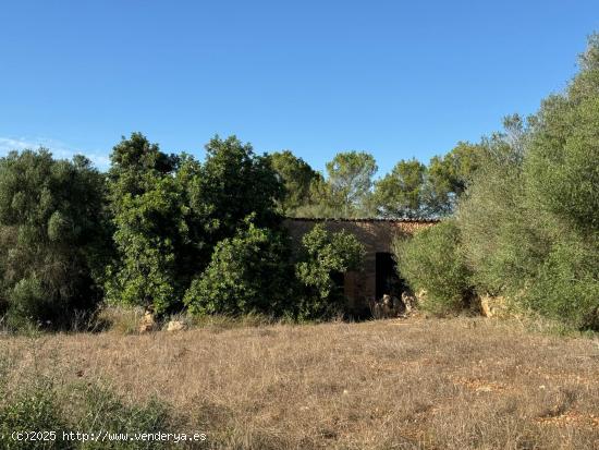 FINCA RUSTICA COSTITX - BALEARES