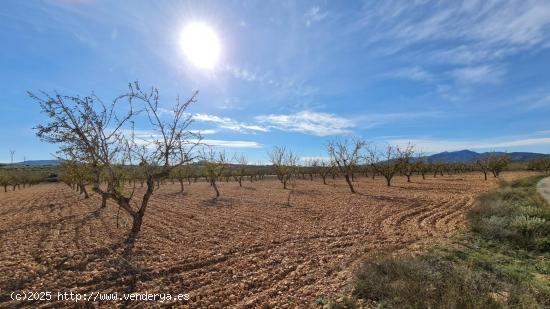 Se Vende en Pinoso - ALICANTE