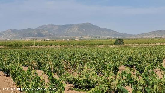 Se Vende en Pinoso - ALICANTE