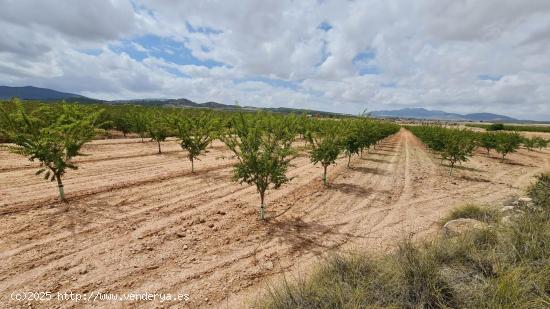 Se Vende en Pinoso - ALICANTE