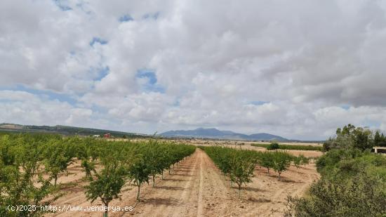 Se Vende en Pinoso - ALICANTE