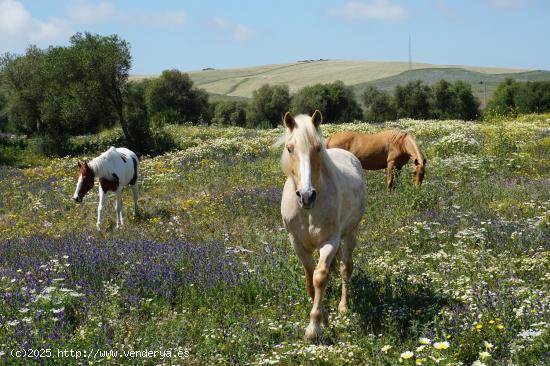 Se Vende en Vejer de la Frontera - CADIZ