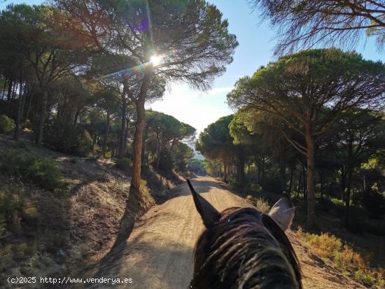 Se Vende en Vejer de la Frontera - CADIZ