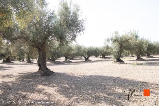 FINCA EL PELOS EN VENTA EN LA GALERA (TARRAGONA) - TARRAGONA