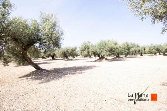 FINCA EL PELOS EN VENTA EN LA GALERA (TARRAGONA) - TARRAGONA