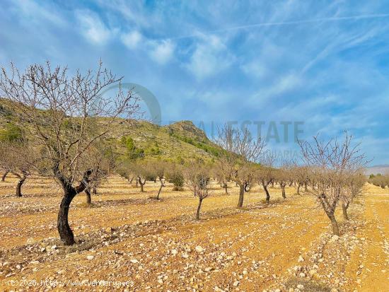 Terreno de Más de 50,000 m2 con Cultivo de Almendros en Las Virtudes, a Solo 7 Kilómetros de Ville