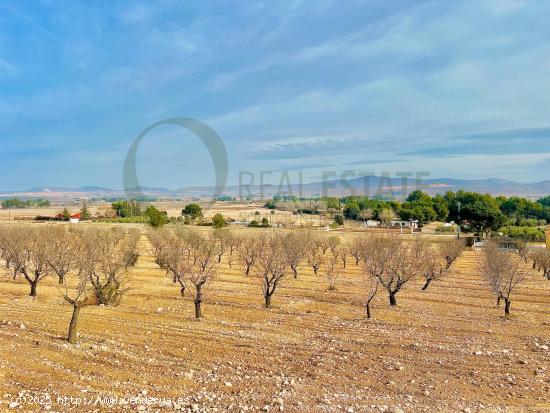 Terreno de Más de 50,000 m2 con Cultivo de Almendros en Las Virtudes, a Solo 7 Kilómetros de Ville