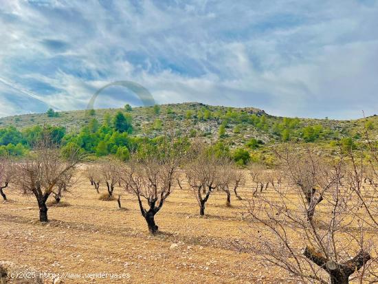 Terreno de Más de 50,000 m2 con Cultivo de Almendros en Las Virtudes, a Solo 7 Kilómetros de Ville