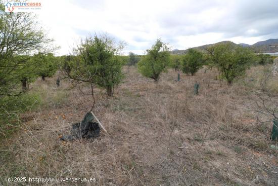 TERRENO RUSTICO EN VALL D'UIXÓ - CASTELLON