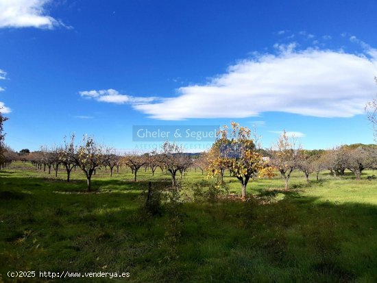 Finca en venta en Ontinyent (Valencia)