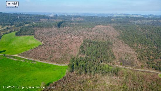 Alta rentabilidad - Monte de eucaliptos a la venta en Gijón - ASTURIAS