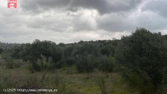  Parcela en Campo Maior - BADAJOZ 