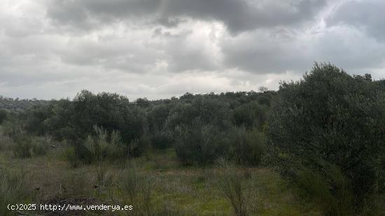  Parcela en Campo Maior - BADAJOZ 