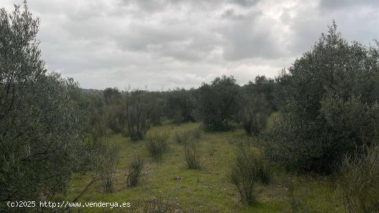 Parcela en Campo Maior - BADAJOZ