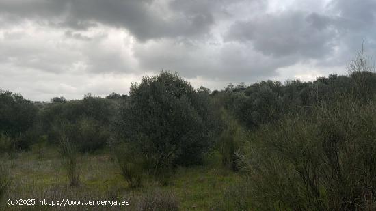 Parcela en Campo Maior - BADAJOZ