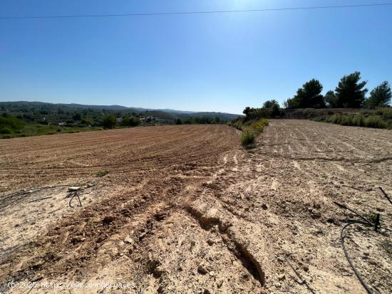  TERRENO RÚSTICO EN MONTSERRAT - VALENCIA 