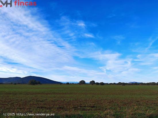 🌿 ¡Paraíso de Olivar en Toledo – 30 Hectáreas de Naturaleza y Oportunidades! 🏞️✨ - TO