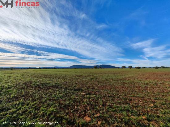 🌿 ¡Paraíso de Olivar en Toledo – 30 Hectáreas de Naturaleza y Oportunidades! 🏞️✨ - TO