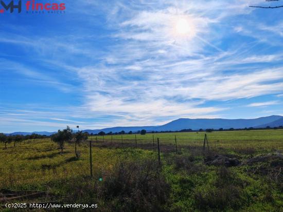 🌿 ¡Paraíso de Olivar en Toledo – 30 Hectáreas de Naturaleza y Oportunidades! 🏞️✨ - TO