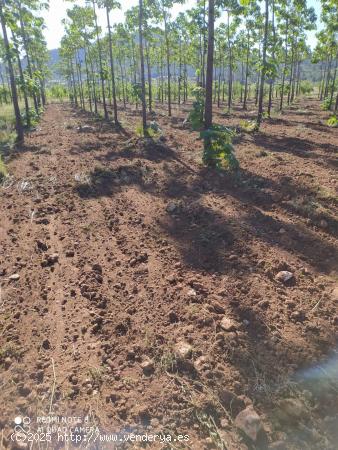 FINCA DE 15,8 HA. DE ALMENDROS Y PAULONIAS CON NAVE  EN YECLA - MURCIA