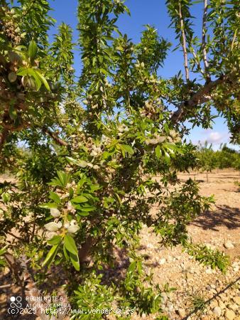 FINCA DE 15,8 HA. DE ALMENDROS Y PAULONIAS CON NAVE  EN YECLA - MURCIA