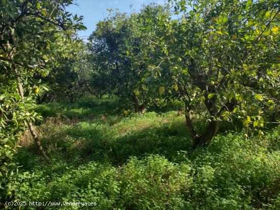 ¡Se vende en la machacanta terreno rustico! - MURCIA