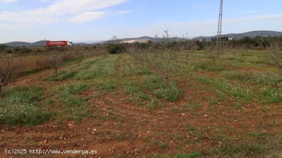 Finca de Almendros con almacén - TARRAGONA