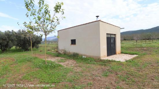 Finca de Almendros con almacén - TARRAGONA